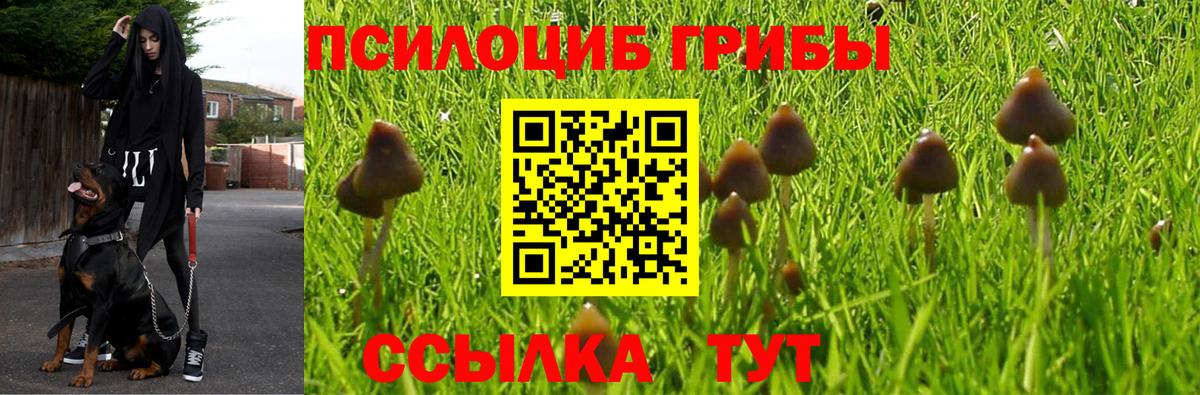 Псилоцибиновые грибы Cubensis Зерноград