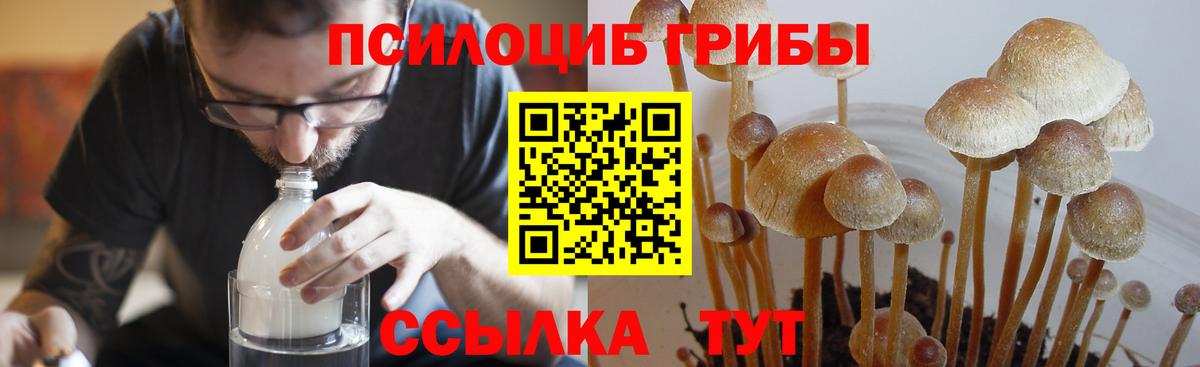 Галлюциногенные грибы мухоморы  Вход с VPN  Зерноград  Галлюциногенные грибы Psilocybe 